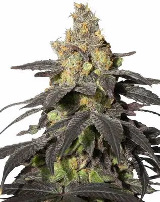 Purple Urkle cannabis seeds