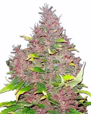 Purple Widow cannabis seeds