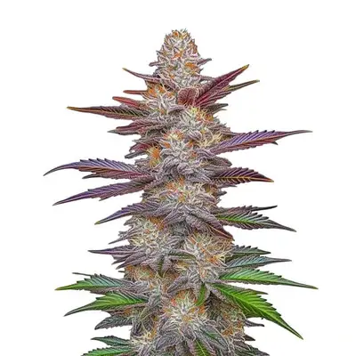 Purple Zkittlez Lemon Bean cannabis seeds