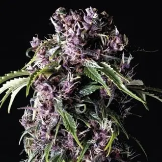 Purple cannabis seeds by Pyramid Seeds