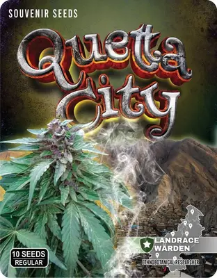 Quetta City cannabis seeds