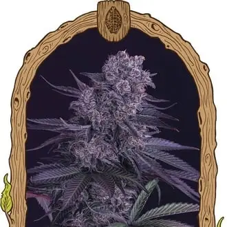 Quick Black Lemon cannabis seeds by Exotic Seed