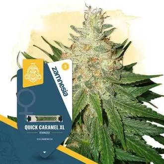 Quick Caramel XL cannabis seeds by Zamnesia Seeds