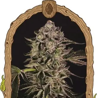 Quick Sherbet cannabis seeds