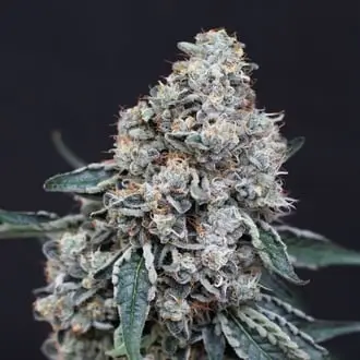 Quick Wash cannabis seeds