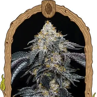 Quicklato Sherbet cannabis seeds