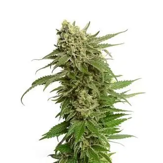 Quicksilver cannabis seeds by Amsterdam Genetics