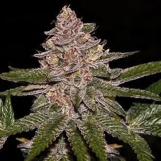 Radical Juice cannabis seeds