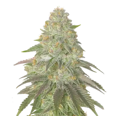 Rainbow Belts cannabis seeds