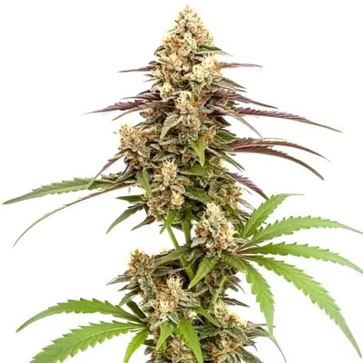Rainbow Chip F2 cannabis seeds by Blimburn Seeds