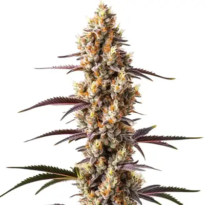 Rainbow Kush cannabis seeds by Blimburn Seeds