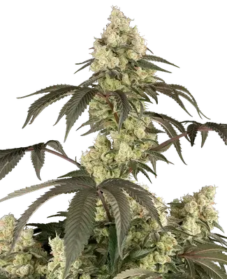 Rainbow PlushieZ cannabis seeds