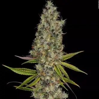 Rainbow Road cannabis seeds by Paradise Seeds