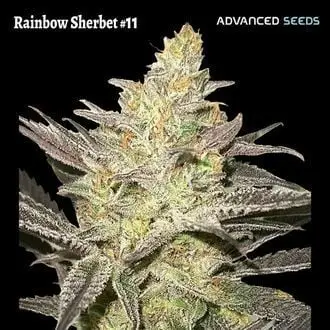 Rainbow Sherbet #11 cannabis seeds