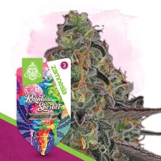 Rainbow Sherbet cannabis seeds by Zamnesia Seeds