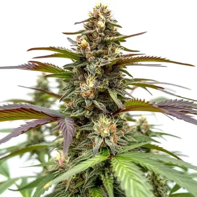 Rainbow cannabis seeds by Blimburn Seeds