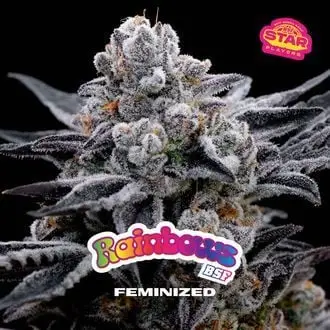 Rainbows cannabis seeds