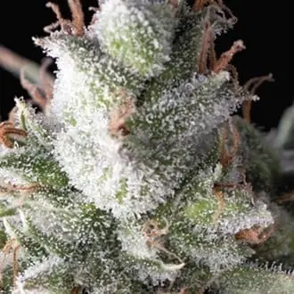 Ramses cannabis seeds