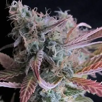 Raspberry Cough cannabis seeds