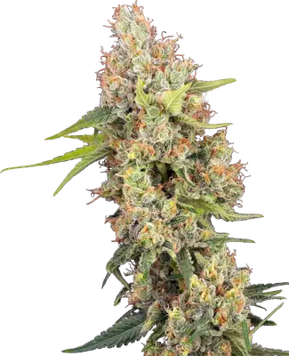 Raspberry Critical Kush cannabis seeds