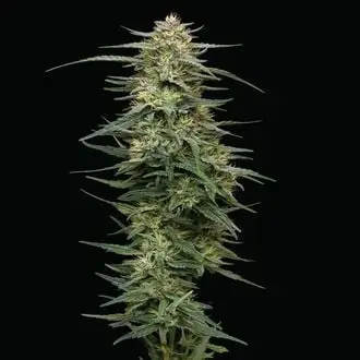 Raspberry Parfait cannabis seeds by Humboldt Seed Company