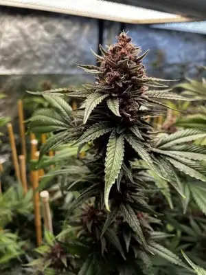 Raz-Boola cannabis seeds