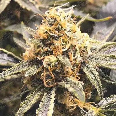 Recovery CBD cannabis seeds by Medical Seeds