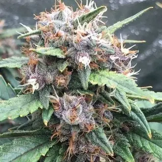 Red Banana Berry cannabis seeds
