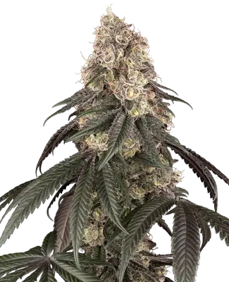 Red Bottoms cannabis seeds