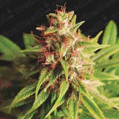 Red Cross CBD cannabis seeds