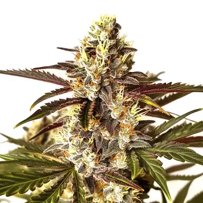 Red Dragon cannabis seeds by Blimburn Seeds