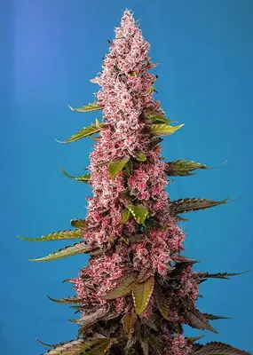 Red Hot Muffin (aka Cookies) cannabis seeds