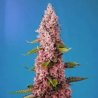 Red Hot Muffin cannabis seeds by Sweet Seeds