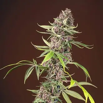 Red Mandarine F1 Fast Version cannabis seeds by Sweet Seeds