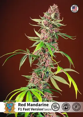 Red Mandarine F1 Fast cannabis seeds