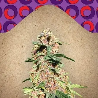 Red Purps cannabis seeds by Female Seeds