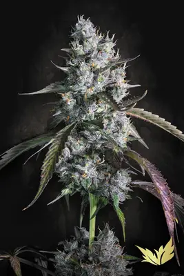 Red Velvet cannabis seeds by Paradise Seeds
