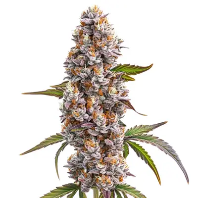 Reeze McFlurry cannabis seeds by Blimburn Seeds