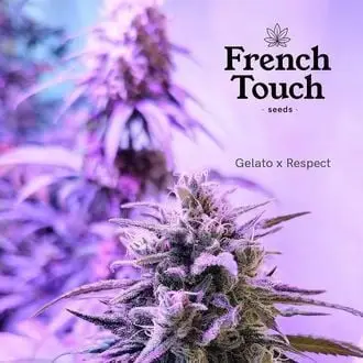 Respeto cannabis seeds by French Touch Seeds