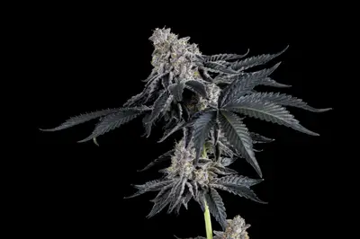 Rhapsody cannabis seeds