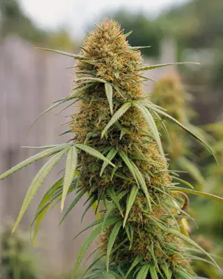 Rheingold cannabis seeds