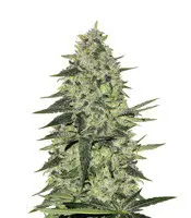 Rhino Ryder cannabis seeds