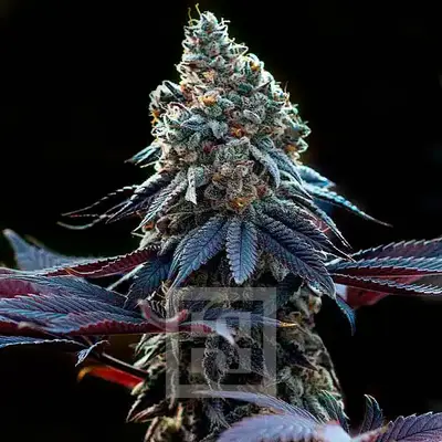 Ricky Bobby cannabis seeds by Blimburn Seeds