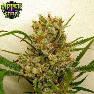 Ripper Haze cannabis seeds by Ripper Seeds