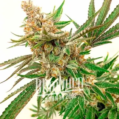 Rock Fruit Fast Version cannabis seeds