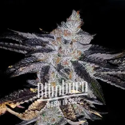 Rock Start cannabis seeds by Blimburn Seeds