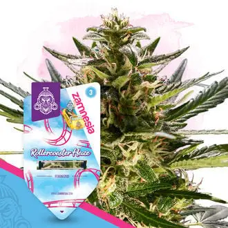Rollercoaster Haze cannabis seeds by Zamnesia Seeds