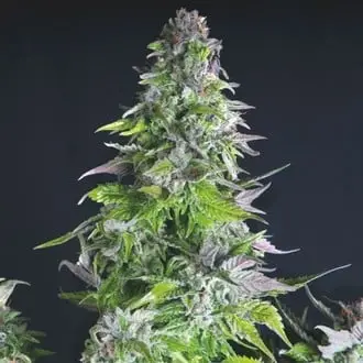 Romulan cannabis seeds by Pyramid Seeds