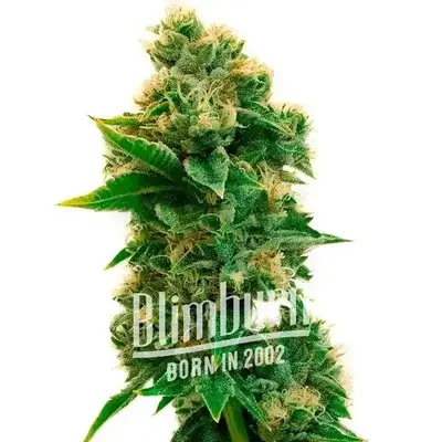 Rosenthal cannabis seeds by Blimburn Seeds