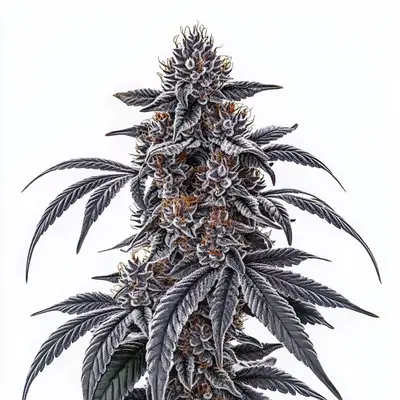 Rosetta Stone cannabis seeds by Blimburn Seeds